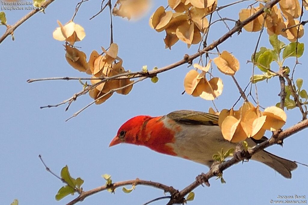 Red-headed Weaveradult