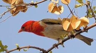 Red-headed Weaver