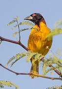 Village Weaver