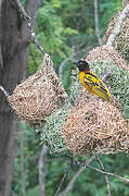 Village Weaver