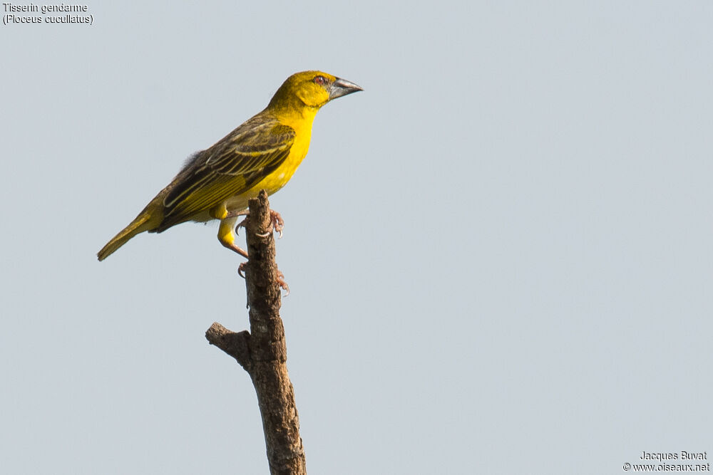 Village Weaver female adult