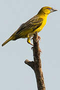 Village Weaver