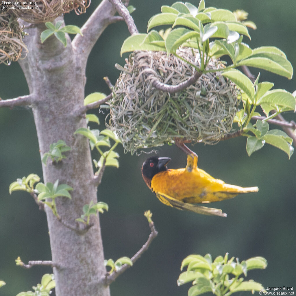 Village Weaver male adult breeding