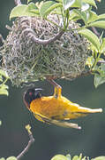 Village Weaver