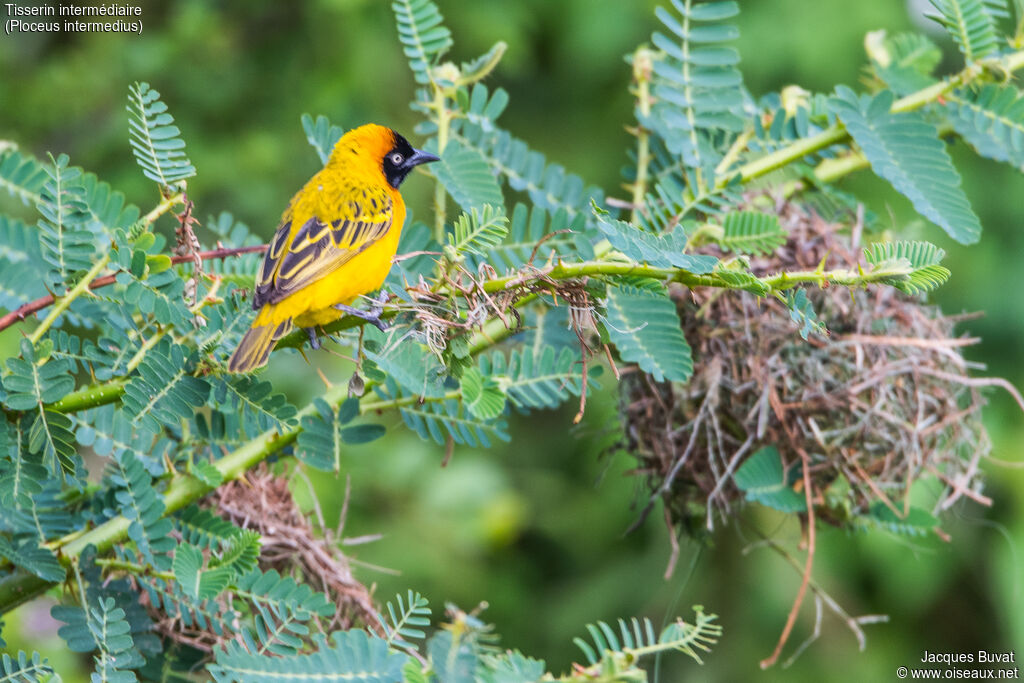 Lesser Masked Weaver male adult breeding