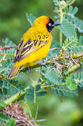 Lesser Masked Weaver