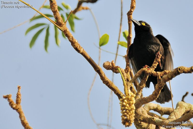 Vieillot's Black Weaver male adult breeding