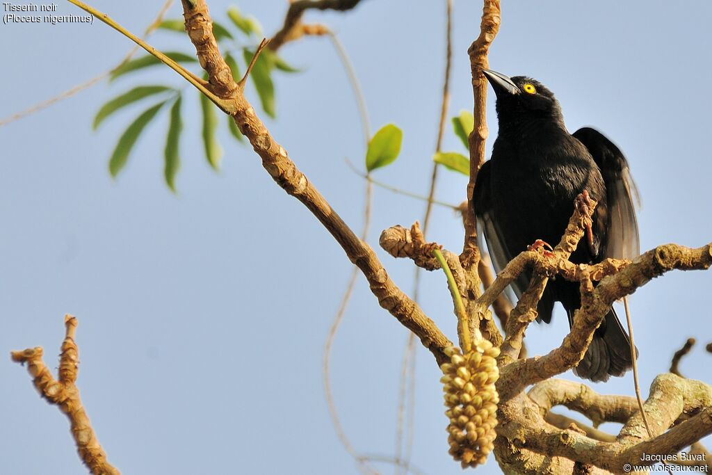 Vieillot's Black Weaver male adult breeding