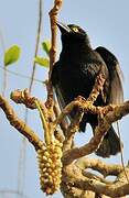 Vieillot's Black Weaver