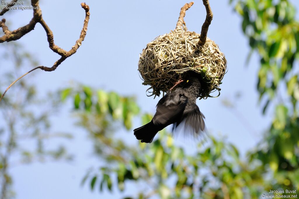 Vieillot's Black Weaver male adult