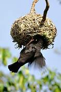 Vieillot's Black Weaver