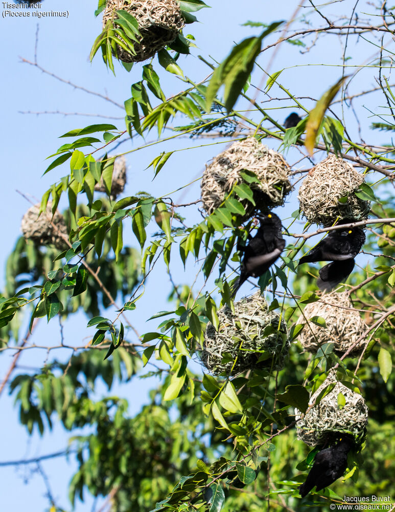 Vieillot's Black Weaveradult