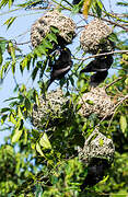 Vieillot's Black Weaver