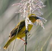 Holub's Golden Weaver