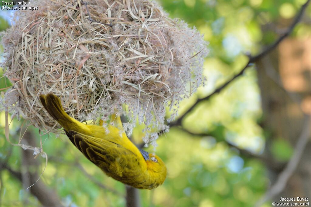 Holub's Golden Weaver male adult breeding