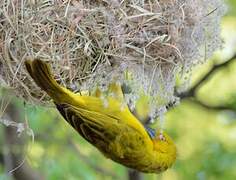 Holub's Golden Weaver