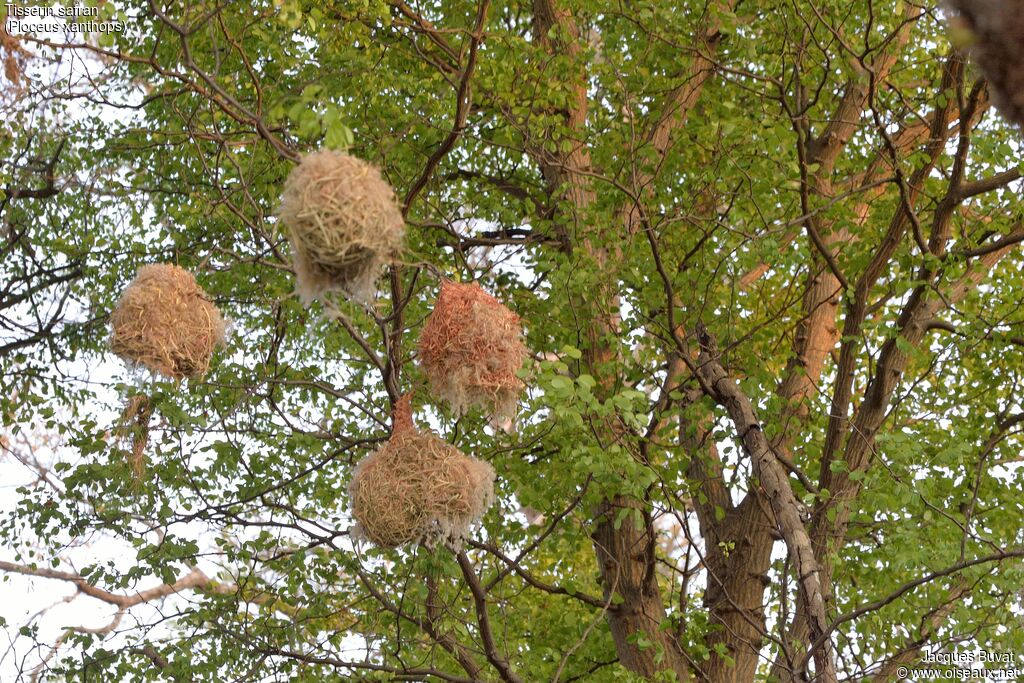 Holub's Golden Weaver