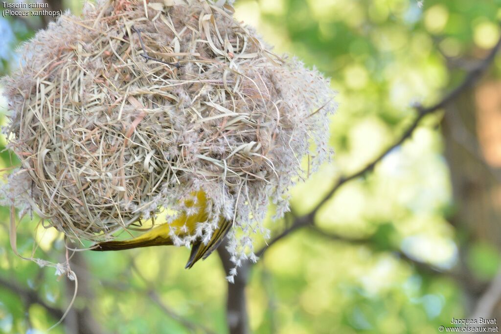 Holub's Golden Weaveradult