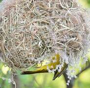 Holub's Golden Weaver