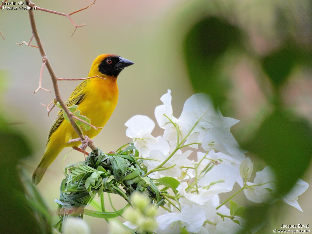 Vitelline Masked Weaveradult breeding, identification, aspect, pigmentation, Reproduction-nesting