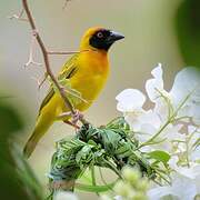 Vitelline Masked Weaver