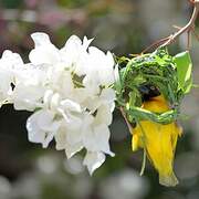 Vitelline Masked Weaver