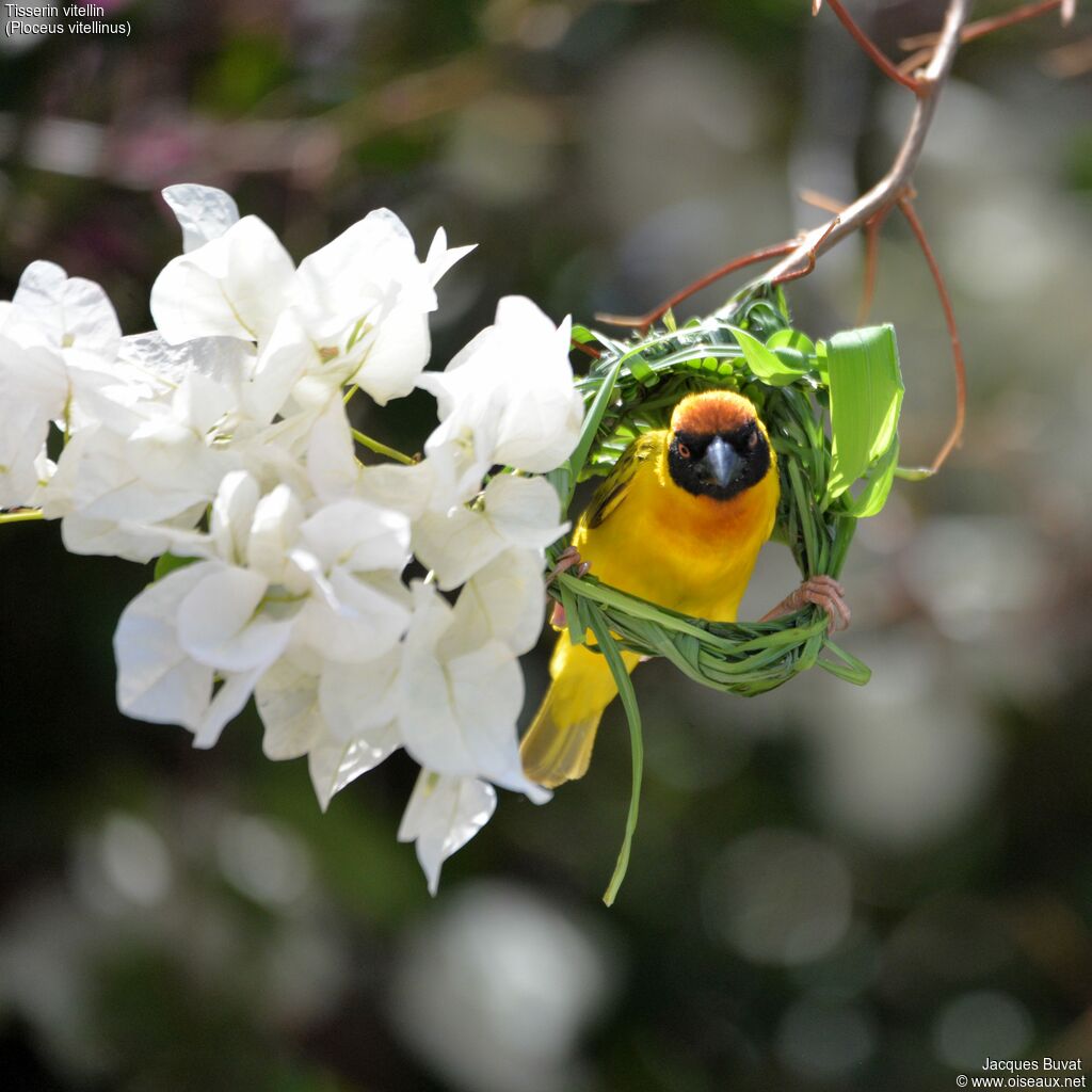 Vitelline Masked Weaveradult breeding, identification, pigmentation, Reproduction-nesting