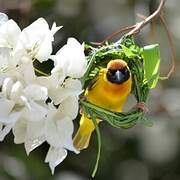 Vitelline Masked Weaver