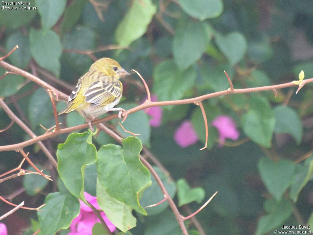 Vitelline Masked Weaver female adult, identification, aspect, pigmentation