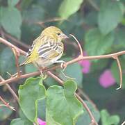 Vitelline Masked Weaver