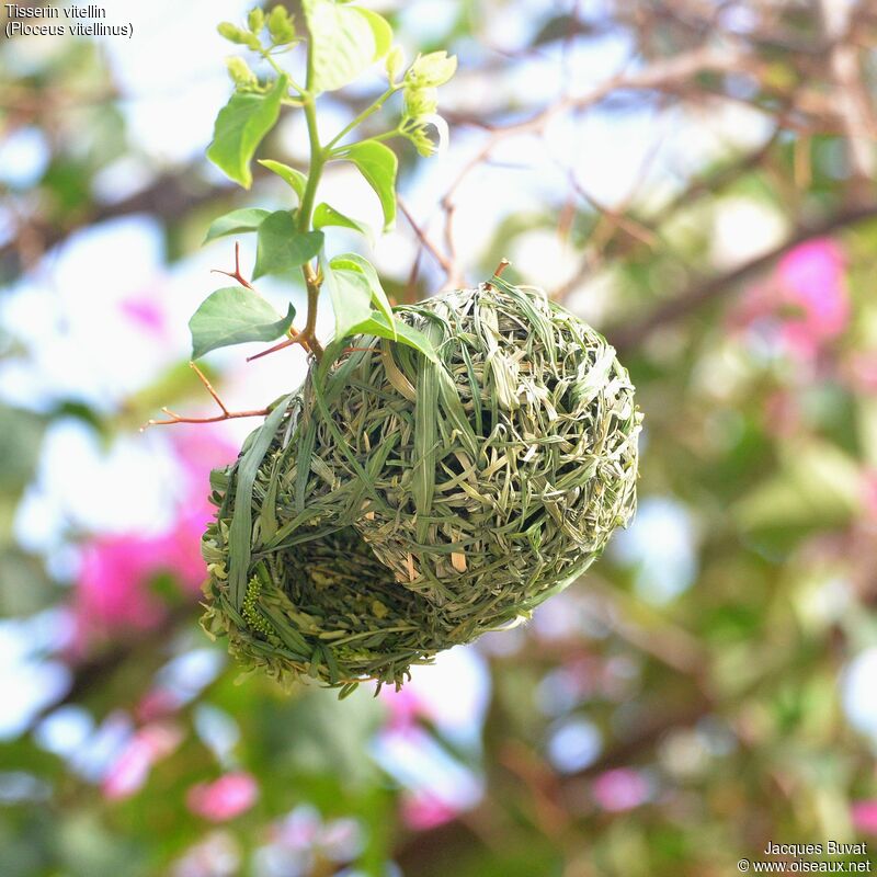 Vitelline Masked Weaver, Reproduction-nesting