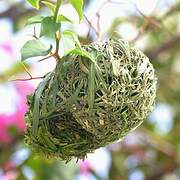 Vitelline Masked Weaver