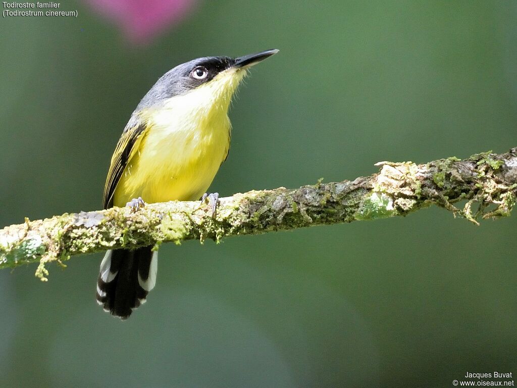 Common Tody-Flycatcheradult, close-up portrait, aspect, pigmentation