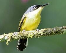 Common Tody-Flycatcher