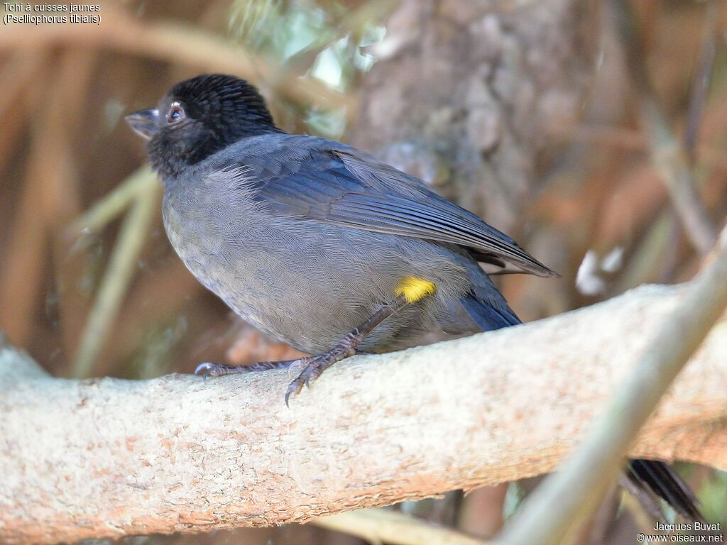 Yellow-thighed Brushfinchadult, identification, aspect, pigmentation