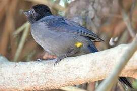 Yellow-thighed Brushfinch