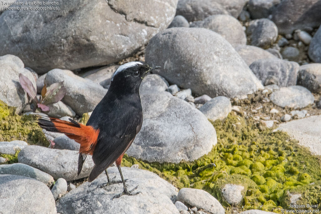 White-capped Redstartadult breeding, habitat, aspect, pigmentation, courting display