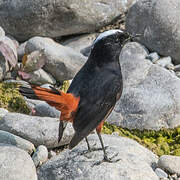 White-capped Redstart