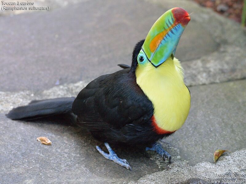 Toucan à carèneadulte, portrait, composition, pigmentation, boit