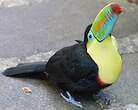 Toucan à carène