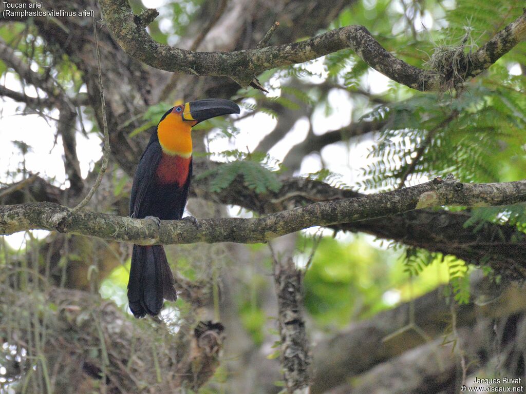 Channel-billed Toucan (ariel)adult