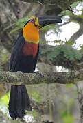 Channel-billed Toucan (ariel)