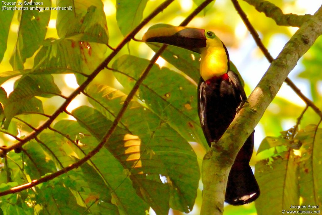 Yellow-throated Toucan (swainsonii)