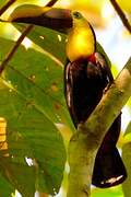 Yellow-throated Toucan (swainsonii)