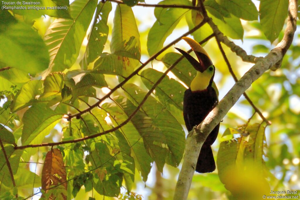 Yellow-throated Toucan (swainsonii)adult