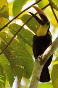 Yellow-throated Toucan (swainsonii)