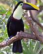 Toucan de Swainson