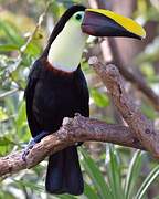 Yellow-throated Toucan (swainsonii)