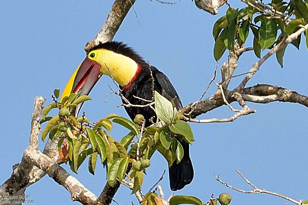 Yellow-throated Toucanadult, habitat, pigmentation, feeding habits, eats