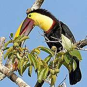 Yellow-throated Toucan